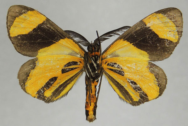 /filer/webapps/moths/media/images/N/neavei_Pitthea_AM_ZSMb.jpg