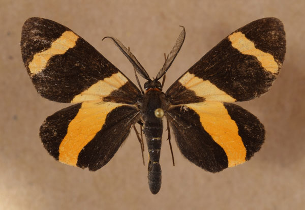 /filer/webapps/moths/media/images/N/neavei_Pitthea_A_Butler.jpg