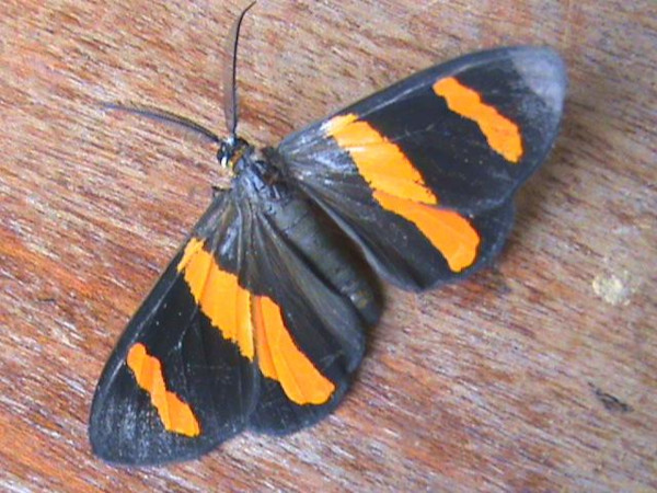 /filer/webapps/moths/media/images/N/neavei_Pitthea_A_Guyonnet.jpg