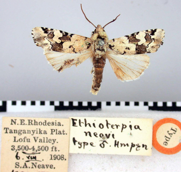 /filer/webapps/moths/media/images/N/neavi_Ethioterpa_HT_BMNH.jpg