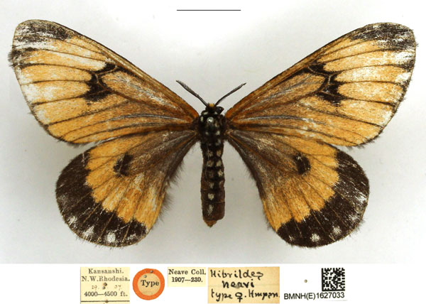 /filer/webapps/moths/media/images/N/neavi_Hibrildes_HT_NHMUK.jpg