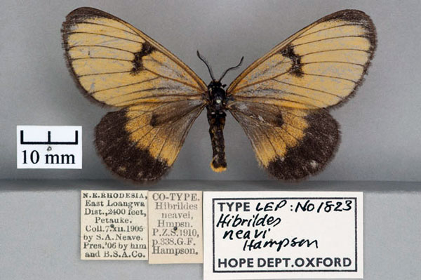 /filer/webapps/moths/media/images/N/neavi_Hibrildes_PT_OUMNH_01.jpg