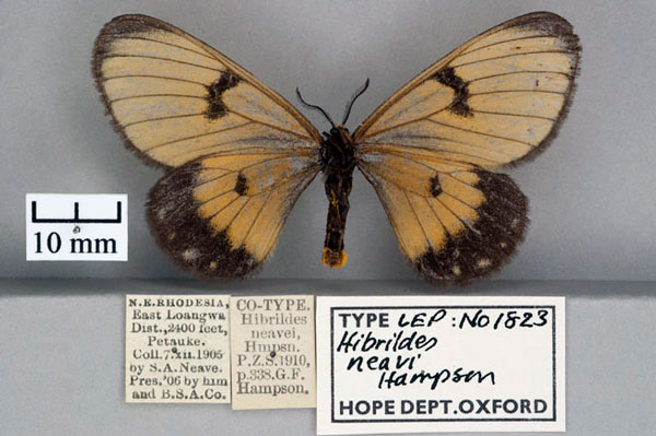/filer/webapps/moths/media/images/N/neavi_Hibrildes_PT_OUMNH_02.jpg