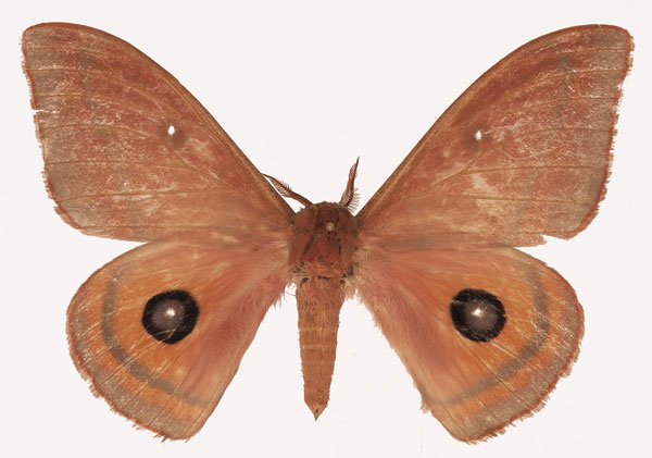 /filer/webapps/moths/media/images/N/nebularum_Cinabra_AM_Basquina.jpg