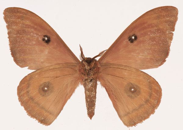 /filer/webapps/moths/media/images/N/nebularum_Cinabra_AM_Basquinb.jpg