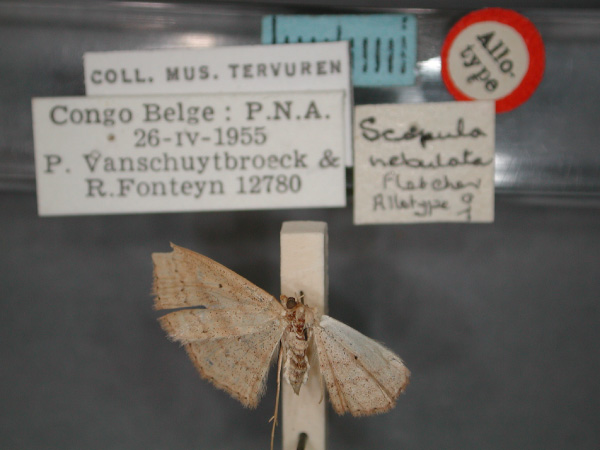 /filer/webapps/moths/media/images/N/nebulata_Scopula_AT_RMCA_01.jpg