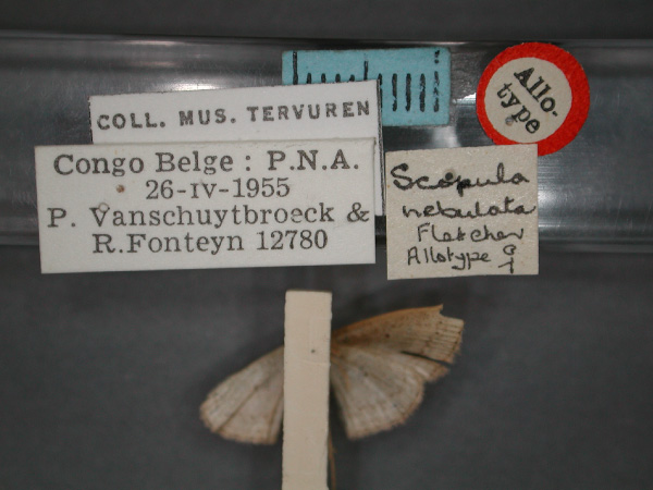 /filer/webapps/moths/media/images/N/nebulata_Scopula_AT_RMCA_02.jpg