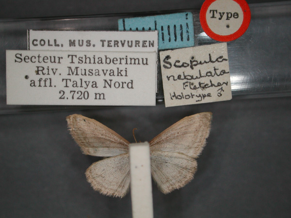 /filer/webapps/moths/media/images/N/nebulata_Scopula_HT_RMCA_02.jpg