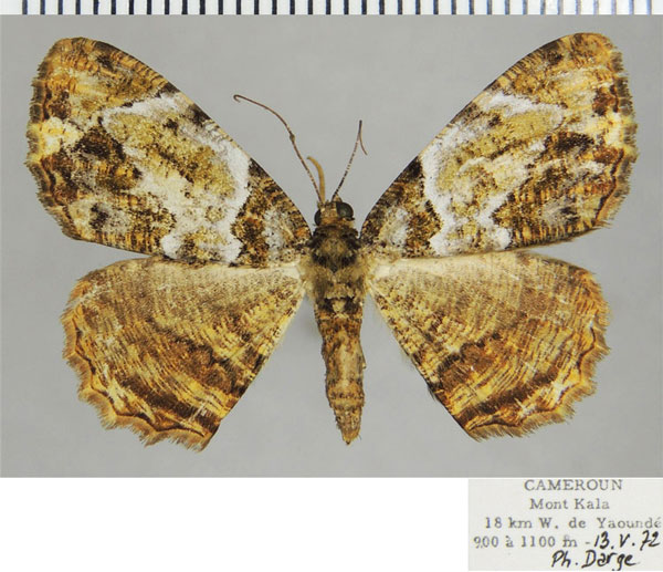 /filer/webapps/moths/media/images/N/nebulata_Xylopteryx_AF_ZSM.jpg
