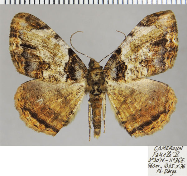 /filer/webapps/moths/media/images/N/nebulata_Xylopteryx_AM_ZSMa.jpg