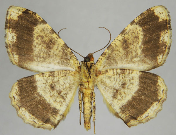 /filer/webapps/moths/media/images/N/nebulata_Xylopteryx_AM_ZSMb.jpg