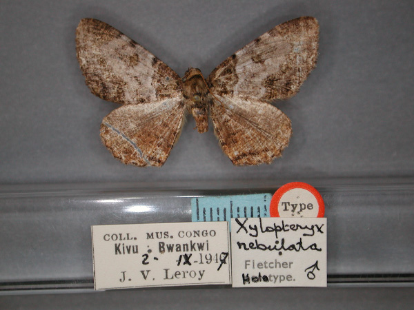 /filer/webapps/moths/media/images/N/nebulata_Xylopteryx_HT_RMCA_01.jpg