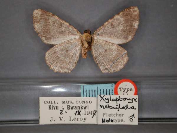 /filer/webapps/moths/media/images/N/nebulata_Xylopteryx_HT_RMCA_02.jpg