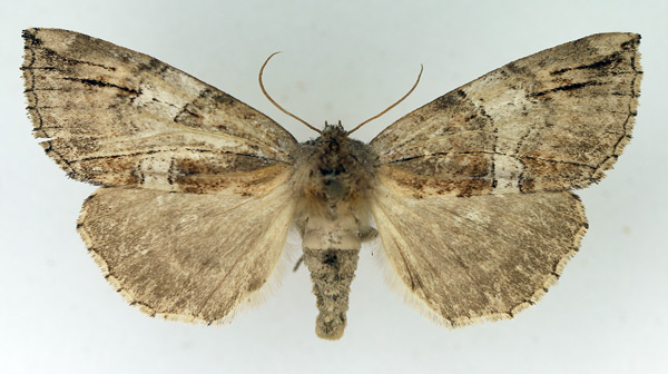 /filer/webapps/moths/media/images/N/nebulosa_Aethiopsestis_AF_TMSA.jpg