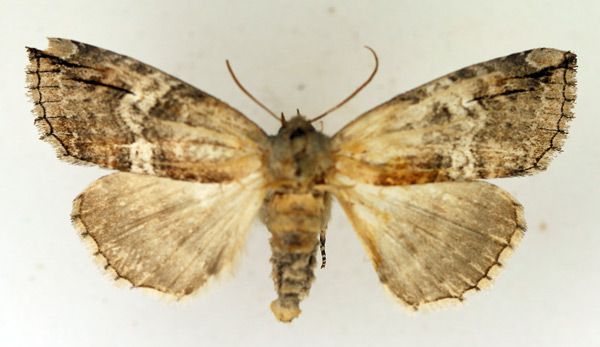 /filer/webapps/moths/media/images/N/nebulosa_Aethiopsestis_AM_TMSA.jpg