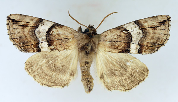 /filer/webapps/moths/media/images/N/nebulosa_Aethiopsestis_AM_TMSA_01.jpg