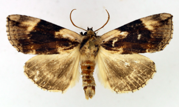 /filer/webapps/moths/media/images/N/nebulosa_Aethiopsestis_AM_TMSA_02.jpg