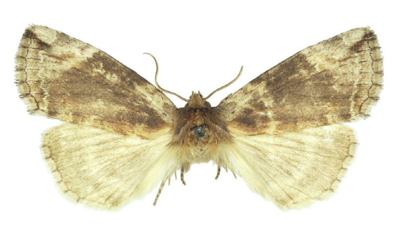 /filer/webapps/moths/media/images/N/nebulosa_Aethiopsestis_HT_BMNH.jpg