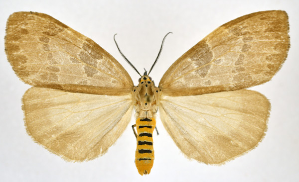 /filer/webapps/moths/media/images/N/nebulosa_Agaltara_AF_NHMO.jpg