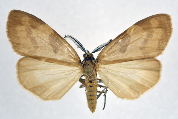 /filer/webapps/moths/media/images/N/nebulosa_Agaltara_AM_NHMO.jpg