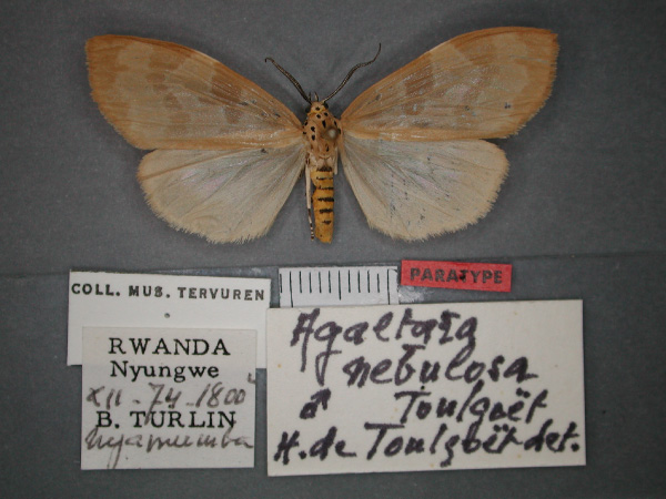 /filer/webapps/moths/media/images/N/nebulosa_Agaltara_PT_RMCA_01.jpg