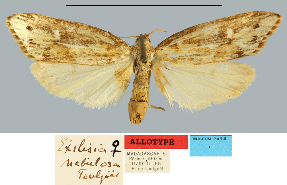 /filer/webapps/moths/media/images/N/nebulosa_Exilisia_AT_MNHN.jpg