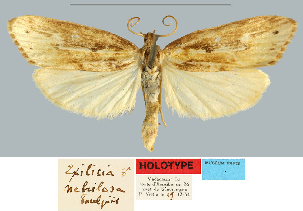 /filer/webapps/moths/media/images/N/nebulosa_Exilisia_HT_MNHN.jpg
