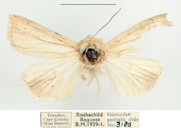 /filer/webapps/moths/media/images/N/nebulosa_Mythimna_AM_BMNH_01.jpg