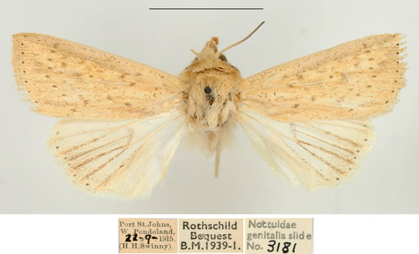 /filer/webapps/moths/media/images/N/nebulosa_Mythimna_AM_BMNH_02.jpg