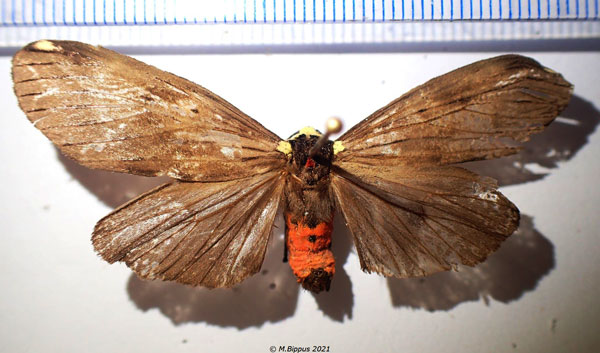 /filer/webapps/moths/media/images/N/nebulosa_Phryganopteryx_AM_Bippus.jpg