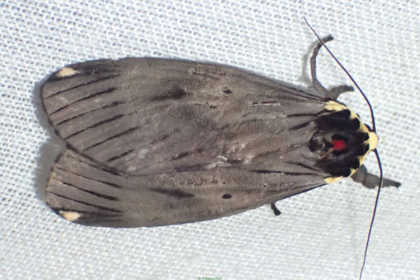 /filer/webapps/moths/media/images/N/nebulosa_Phryganopteryx_AM_Bippusb.jpg