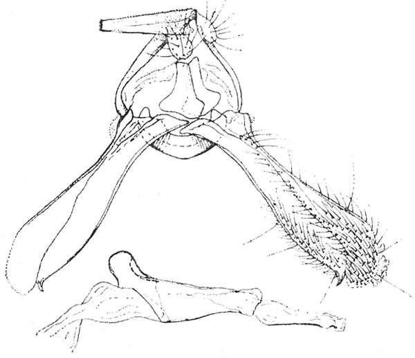 /filer/webapps/moths/media/images/N/necropina_Nephograptis_GMHT_ISEA.jpg