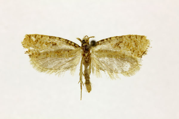 /filer/webapps/moths/media/images/N/nectaritis_Melasina_ST_RMCA.jpg