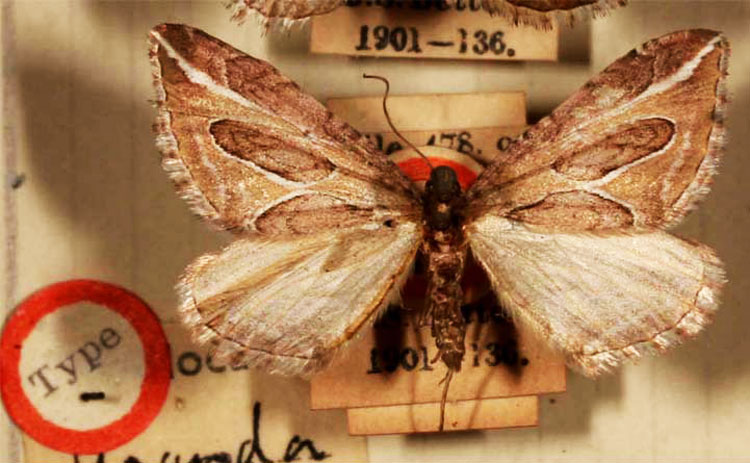 /filer/webapps/moths/media/images/N/neddaria_Eucestia_HT_BMNH.jpg