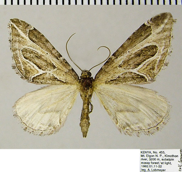 /filer/webapps/moths/media/images/N/neddaria_Pseudochesias_AF_ZSM.jpg