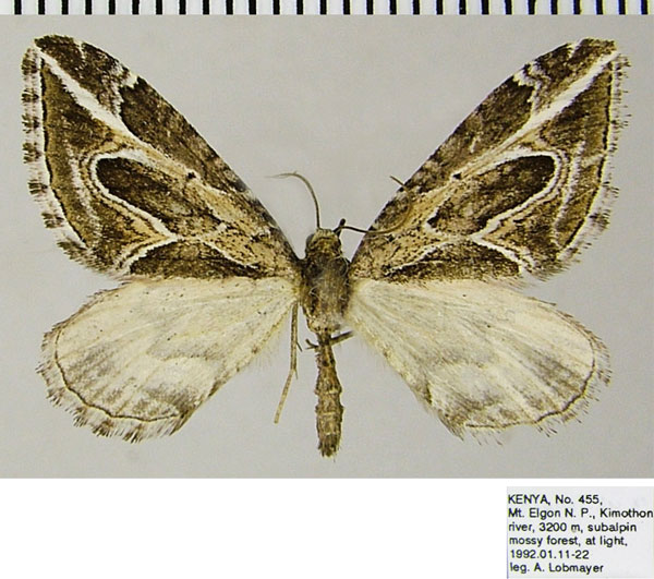 /filer/webapps/moths/media/images/N/neddaria_Pseudochesias_AM_ZSMa.jpg