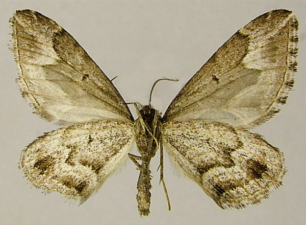 /filer/webapps/moths/media/images/N/neddaria_Pseudochesias_AM_ZSMb.jpg