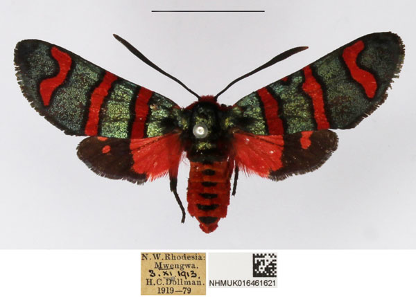 /filer/webapps/moths/media/images/N/negamica_Arniocera_AF_NHMUK_01.jpg