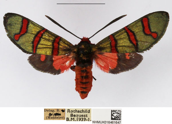 /filer/webapps/moths/media/images/N/negamica_Arniocera_AF_NHMUK_02.jpg