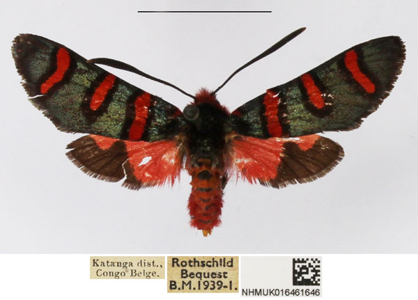 /filer/webapps/moths/media/images/N/negamica_Arniocera_AM_NHMUK.jpg