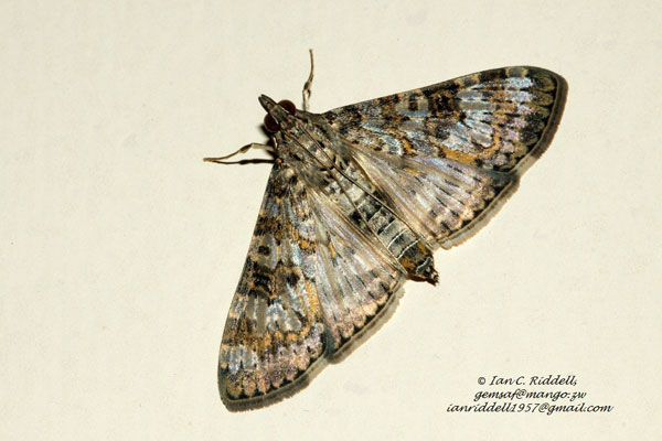 /filer/webapps/moths/media/images/N/negatalis_Dysallacta_AF_Riddell.jpg