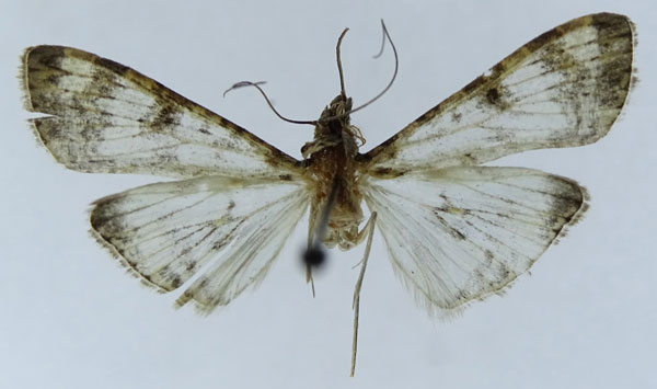 /filer/webapps/moths/media/images/N/negatalis_Dysallacta_AM_ZSM.jpg