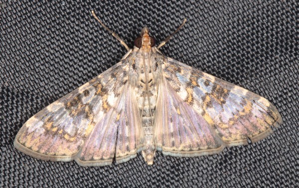 /filer/webapps/moths/media/images/N/negatalis_Dysallacta_A_Heyns_01.jpg