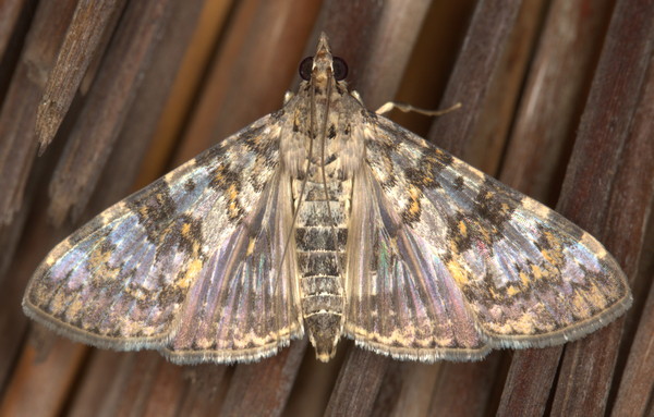 /filer/webapps/moths/media/images/N/negatalis_Dysallacta_A_Heyns_02.jpg