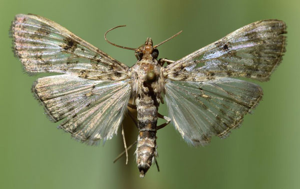 /filer/webapps/moths/media/images/N/negatalis_Glyphodes_A_Butler.jpg