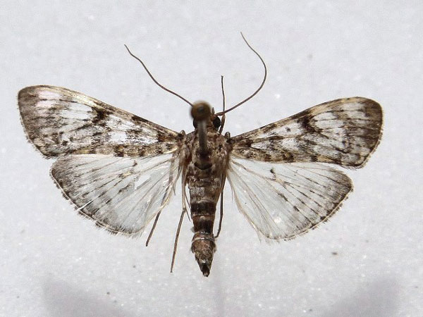 /filer/webapps/moths/media/images/N/negatalis_Glyphodes_A_Goff_01.jpg