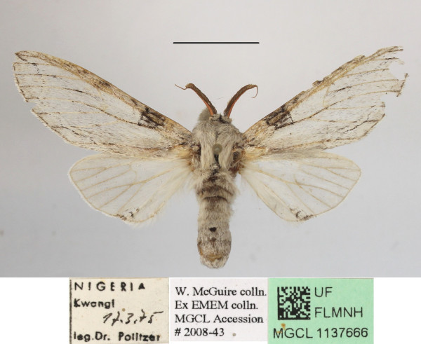 /filer/webapps/moths/media/images/N/neglecta_Afroplitis_AM_MGCLa_02.JPG