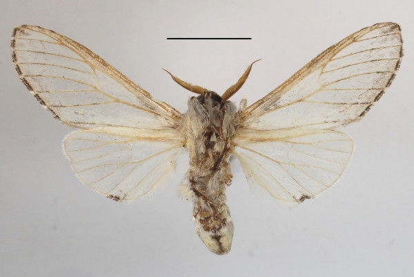 /filer/webapps/moths/media/images/N/neglecta_Afroplitis_AM_MGCLb_01.JPG
