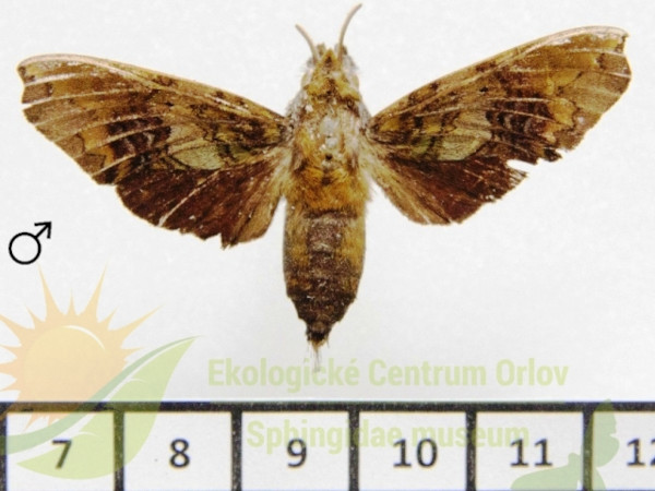 /filer/webapps/moths/media/images/N/neglecta_Hypaedalea_AM_SMCR.jpg