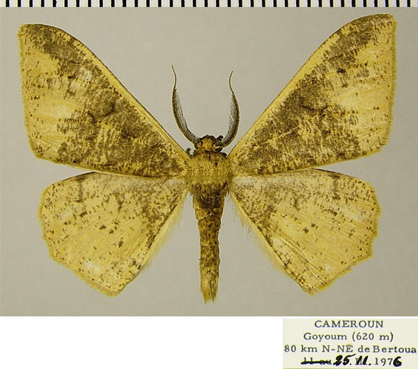 /filer/webapps/moths/media/images/N/neglecta_Hyposidra_AM_ZSMa.jpg